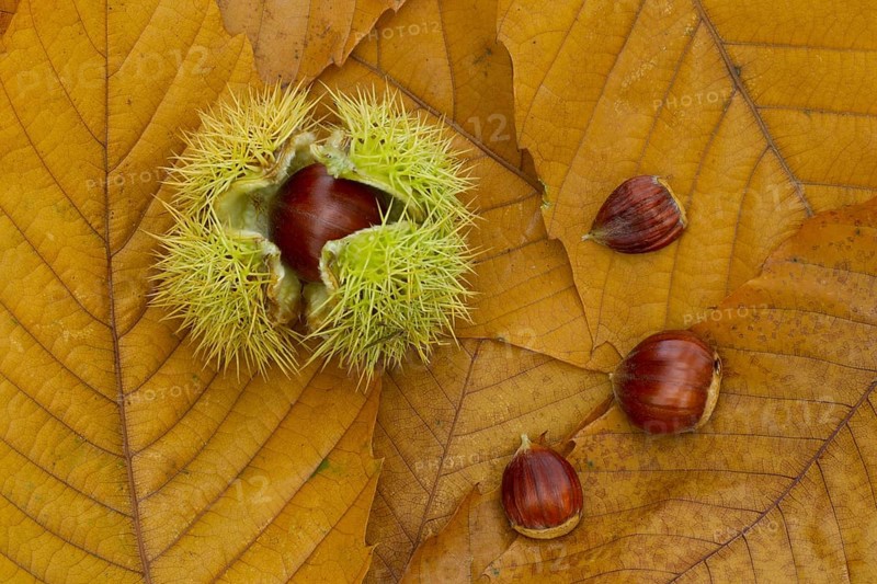 Sweet chestnut (Castanea sativa) tree nuts on autumn leaves, England, United Kingdom