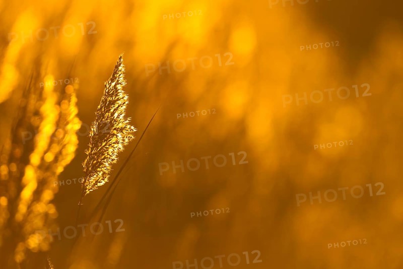 Common reed (Phragmites australis) plant reedbed backlit at sunset, RSPB Minsmere nature reserve, Suffolk, England, United Kingdom