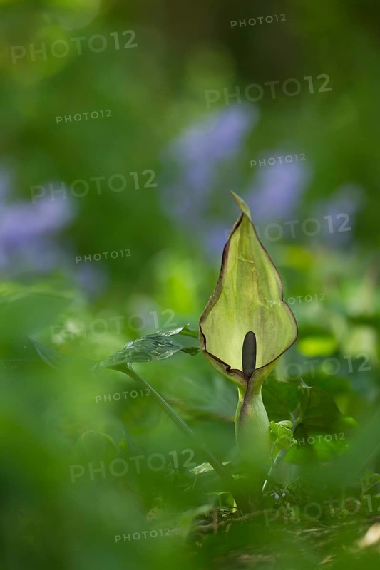Lords and Ladies (Arum maculatum) arum lily plant wildflower flower in a bluebell wood in spring, Suffolk, England, United Kingdom
