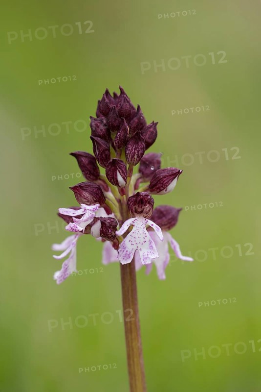 Lady orchid (Orchis purpurea) single flower spike, Kent, England, United Kingdom