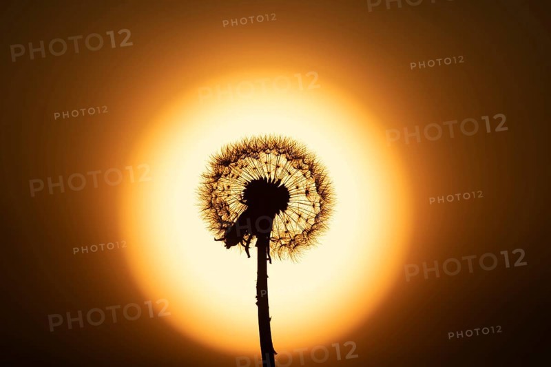 Common dandelion (Taraxacum officinale) plant wildflower seedhead silhouette at sunset, Wales, United Kingdom