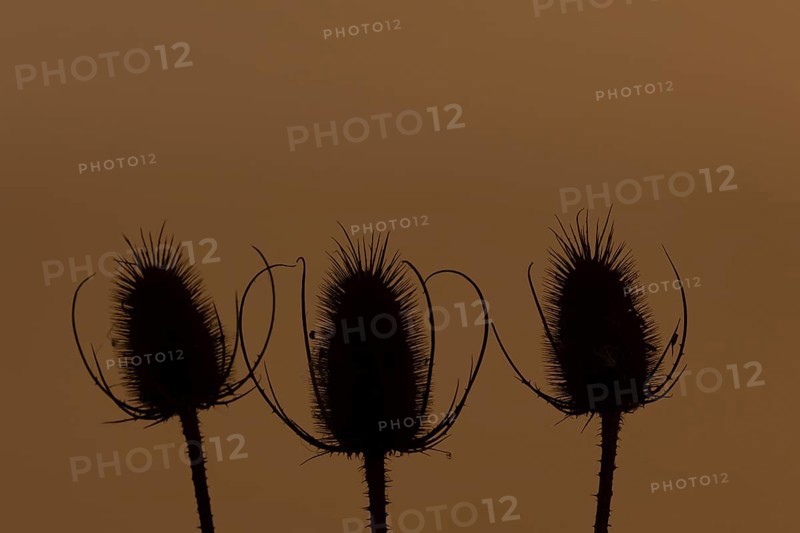 Teasel (Dipsacus fullonum) plant three seedheads silhouette at sunset, RSPB Frampton marsh nature reserve, Lincolnshire, England, United Kingdom