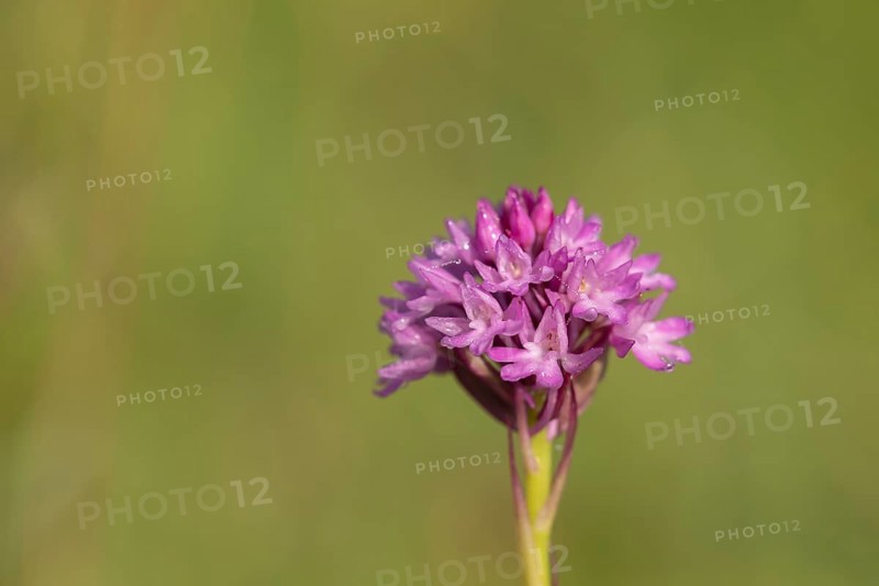 Pyramidal orchid (Anacamptis pyramidalis) single flower spike in summer, Suffolk, England, United Kingdom