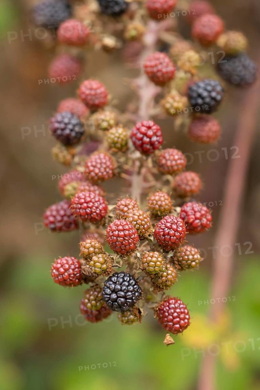 Bramble (Rubus fruticosus) plant fruit blackberries in summer, Suffolk, England, United Kingdom