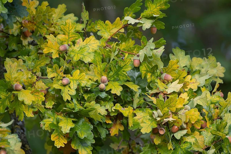 English oak tree (Quercus robur) acorn nuts in autumn, Suffolk, England, United Kingdom