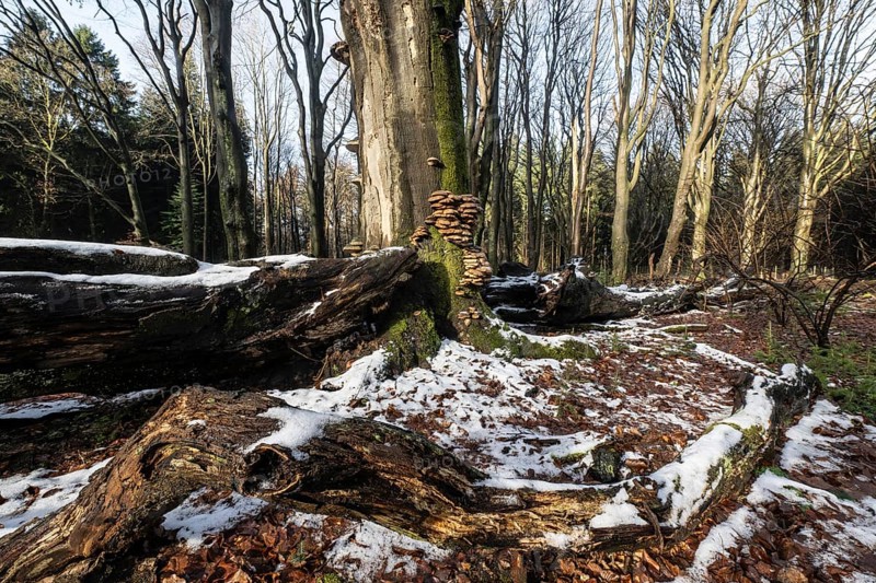 Deadwood in winter beech forest (Fagus sylvatica), Emsland, Lower Saxony, Germany