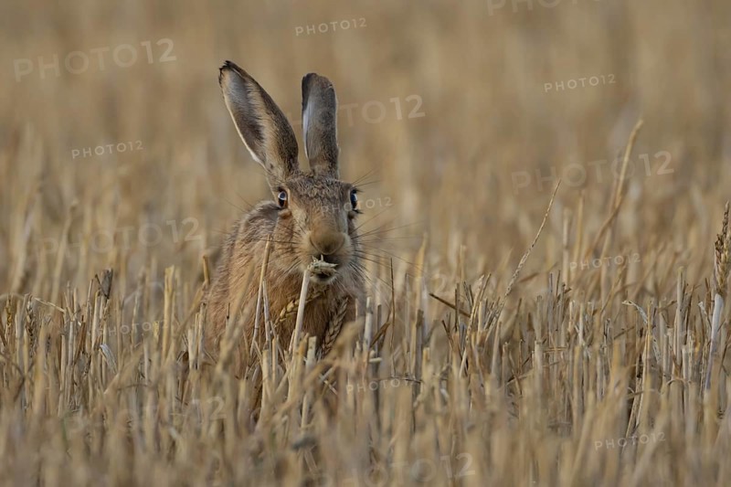 European brown hare (Lepus europaeus) adult animal feeding on a wheat sheath in a farmland stubble field in summer, Suffolk, England, United Kingdom