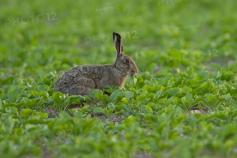 European brown hare (Lepus europaeus) adult animal feeding in a sugar beet crop in a farmland field in summer, Suffolk, England, United Kingdom
