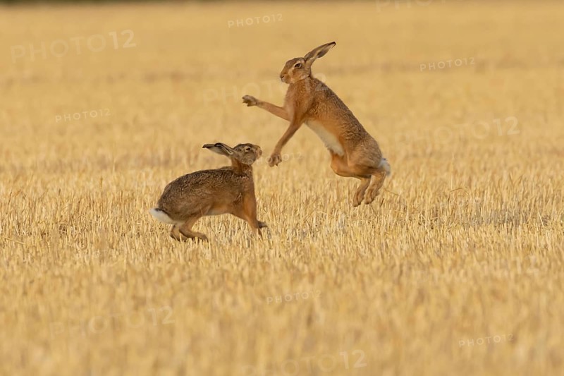 European brown hare (Lepus europaeus) two adult animals hares boxing fighting in a farmland stubble field in summer, Suffolk, England, United Kingdom