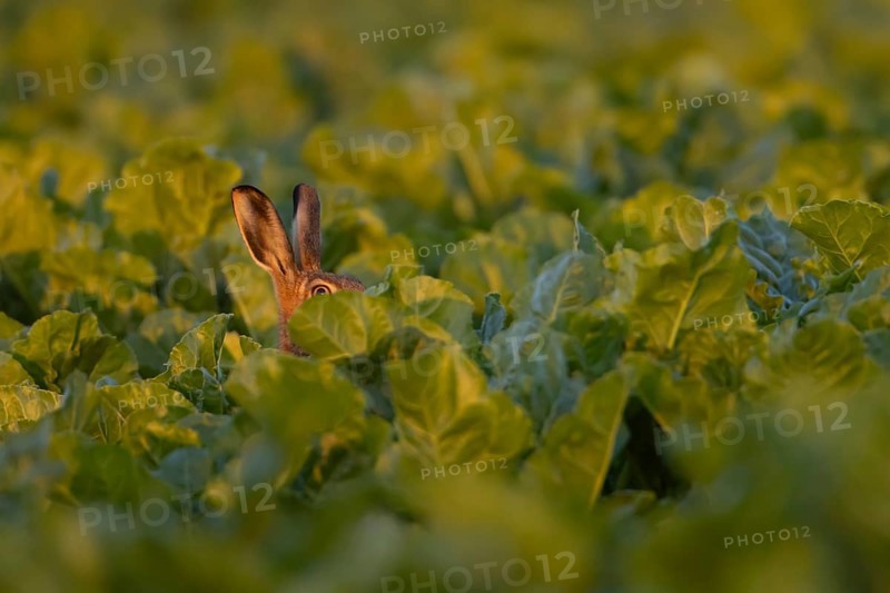 European brown hare (Lepus europaeus) adult animal in a sugar beet crop in a farmland field in summer, Suffolk, England, United Kingdom
