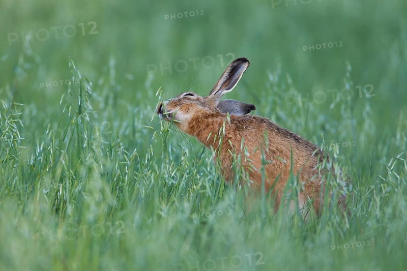 European brown hare (Lepus europaeus) adult animal feeding in a farmland oat cereal field in summer, Suffolk, England, United Kingdom