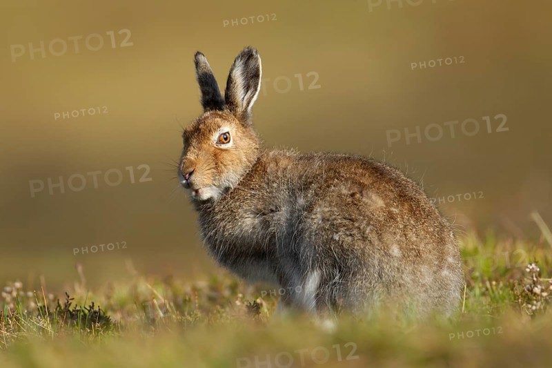 Mountain hare (Lepus timidus) adult animal in its summer coat on a hillside, Scotland, United Kingdom