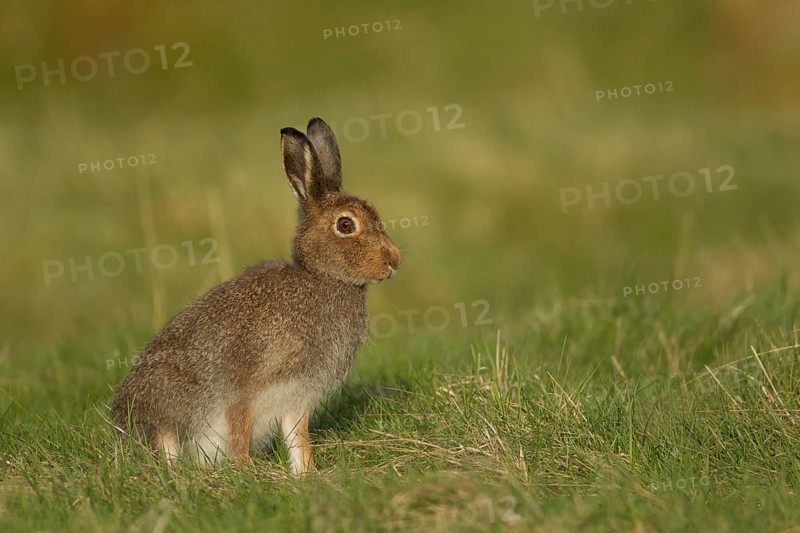 Mountain hare (Lepus timidus) adult animal in its summer coat on a upland meadow, The Highlands, Scotland, United Kingdom
