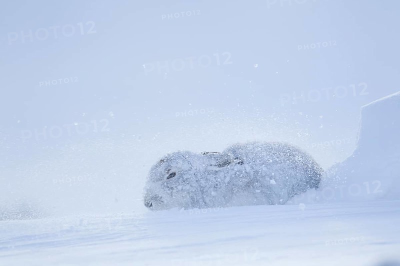 Mountain hare (Lepus timidus) adult animal in its form during a snow storm blizzard in winter, Scotland, United Kingdom