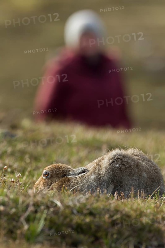 Mountain hare (Lepus timidus) adult animal in its summer coat on a upland meadow with a human in the background, The Highlands, Scotland, United Kingdom