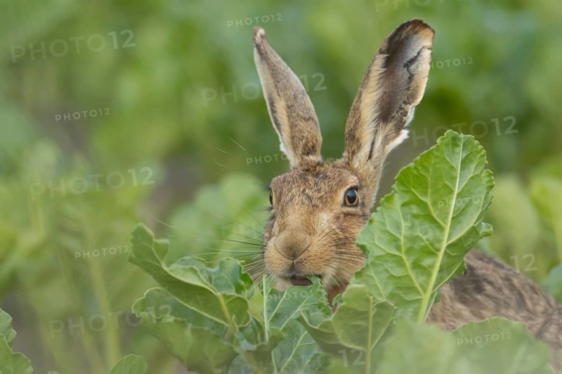 European brown hare (Lepus europaeus) adult animal feeding on a sugar beet crop in a farmland field in summer, Suffolk, England, United Kingdom