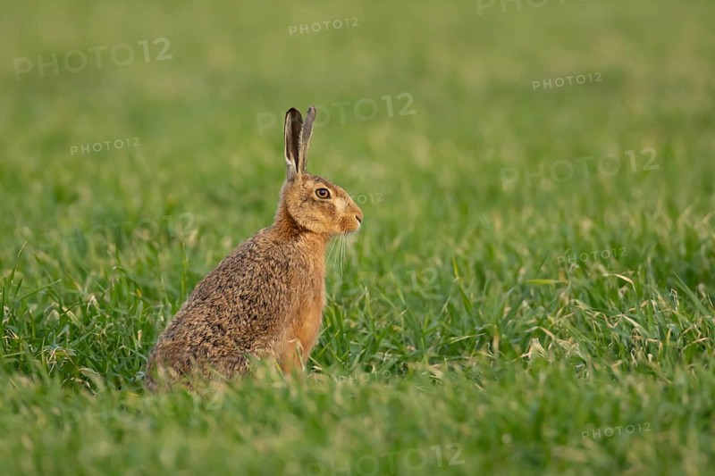 European brown hare (Lepus europaeus) adult animal in a farmland cereal field in spring, Norfolk, England, United Kingdom