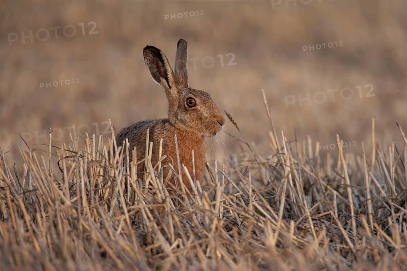 European brown hare (Lepus europaeus) adult animal in a farmland stubble field in summer, Suffolk, England, United Kingdom