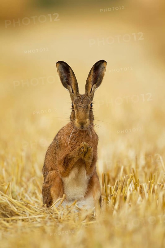 European brown hare (Lepus europaeus) adult animal in a farmland stubble field in summer, Norfolk, England, United Kingdom