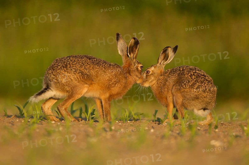 European brown hare (Lepus europaeus) two adult animals hares in love kissing in a farmland maize field in summer, Norfolk, England, United Kingdom