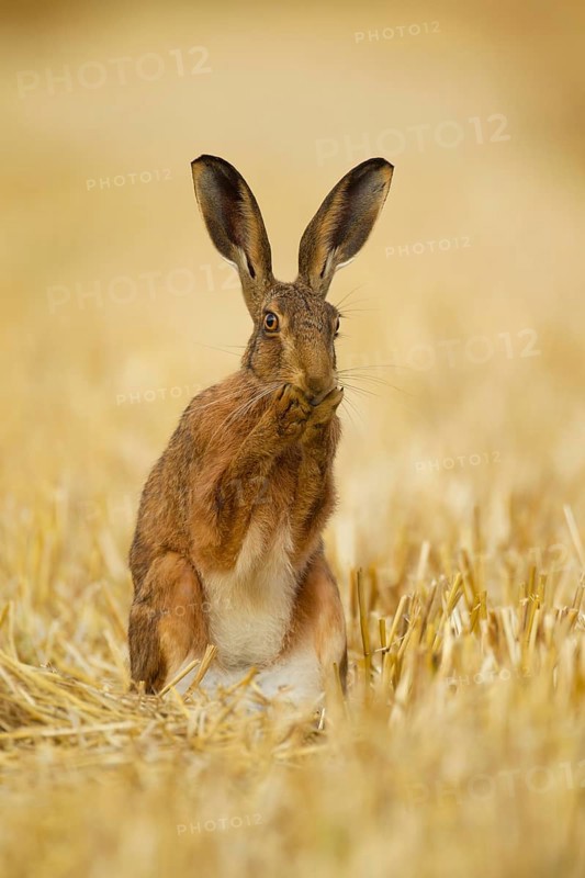 European brown hare (Lepus europaeus) adult animal washing its face in a farmland stubble field in summer, Norfolk, England, United Kingdom