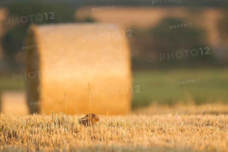 European brown hare (Lepus europaeus) juvenile baby leveret animal in a farmland stubble field with a straw or hay bale in the background in summer, Norfolk, England, United Kingdom