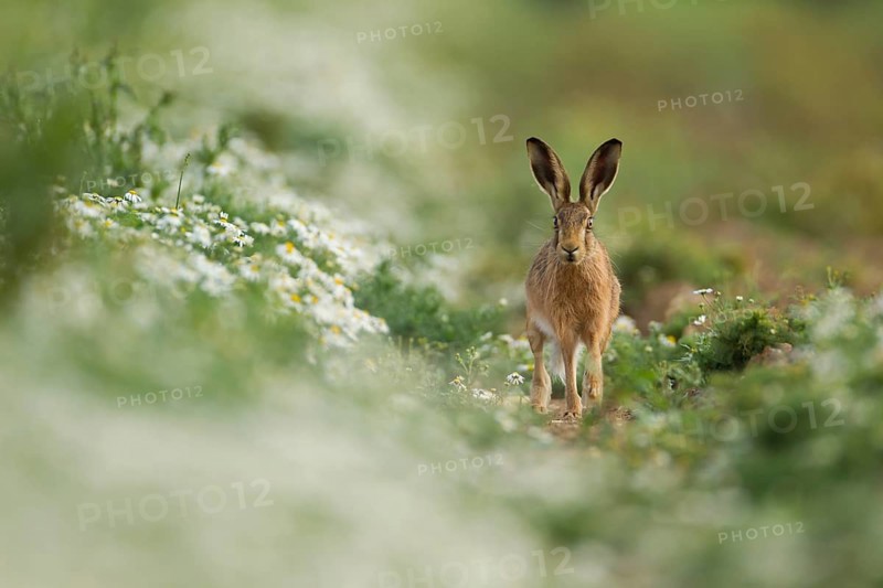 European brown hare (Lepus europaeus) adult animal in a field amongst mayweed flowers in summer, Norfolk, England, United Kingdom