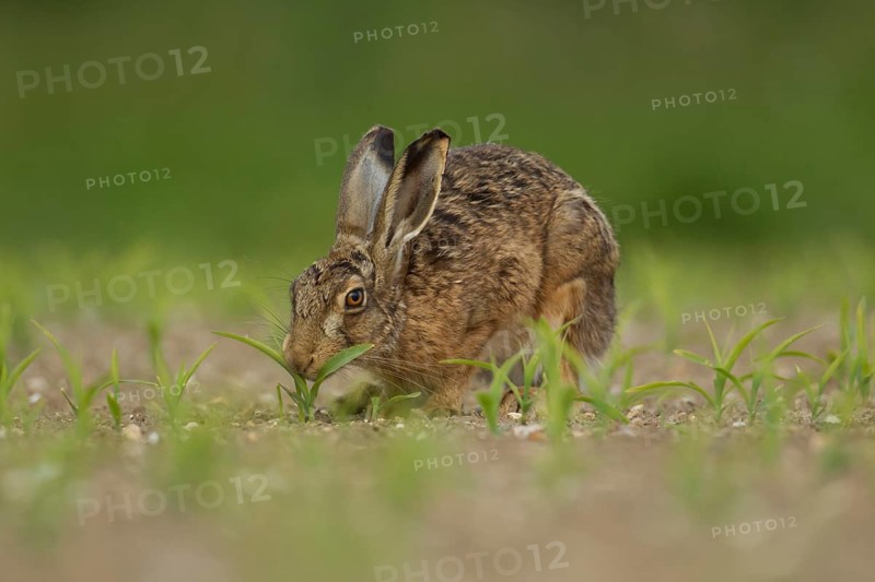 European brown hare (Lepus europaeus) adult animal feeding in a farmland maize field in summer, Norfolk, England, United Kingdom