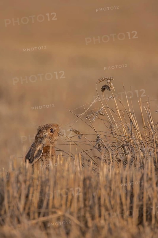 European brown hare (Lepus europaeus) adult animal feeding on a wheat sheath in a farmland stubble field in summer, Suffolk, England, United Kingdom