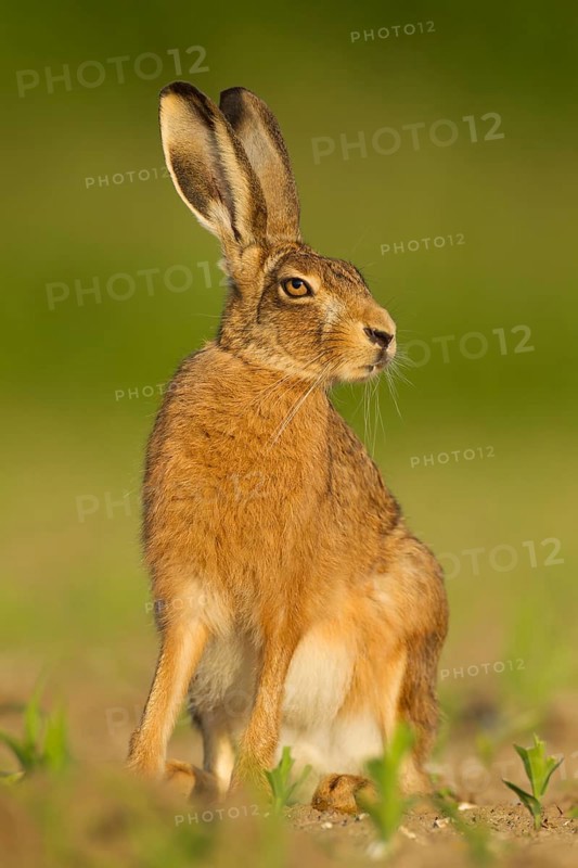 European brown hare (Lepus europaeus) adult animal in a farmland maize field in summer, Norfolk, England, United Kingdom