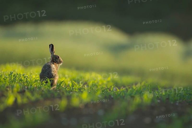 European brown hare (Lepus europaeus) adult animal in a farmland maize field in summer, Norfolk, England, United Kingdom