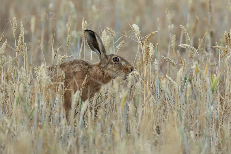 European brown hare (Lepus europaeus) adult animal feeding on a wheat sheath in a farmland field in summer, Suffolk, England, United Kingdom