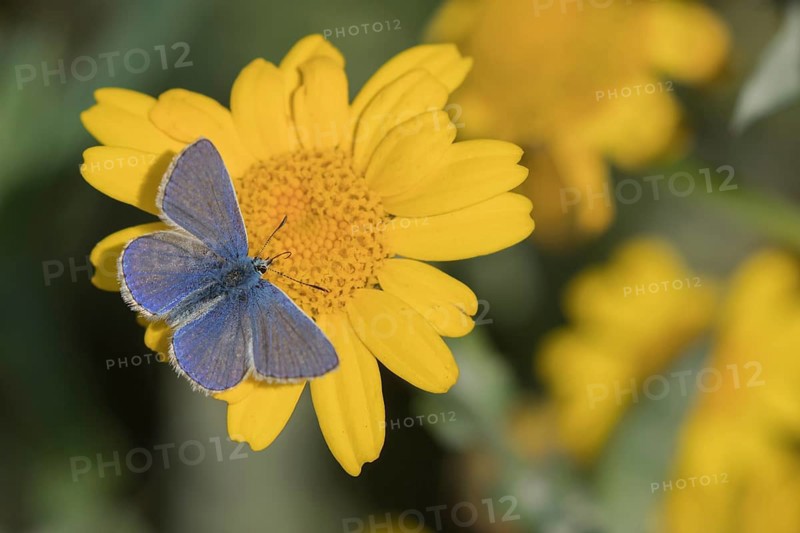 Common blue butterfly (Polyommatus icarus) adult insect male feeding on a Corn marigold flower in summer, Suffolk, England, United Kingdom