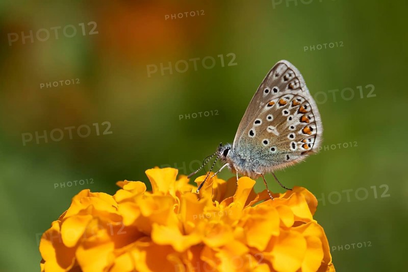 Common blue butterfly (Polyommatus icarus) adult insect feeding on a garden French marigold flower in summer, Suffolk, England, United Kingdom