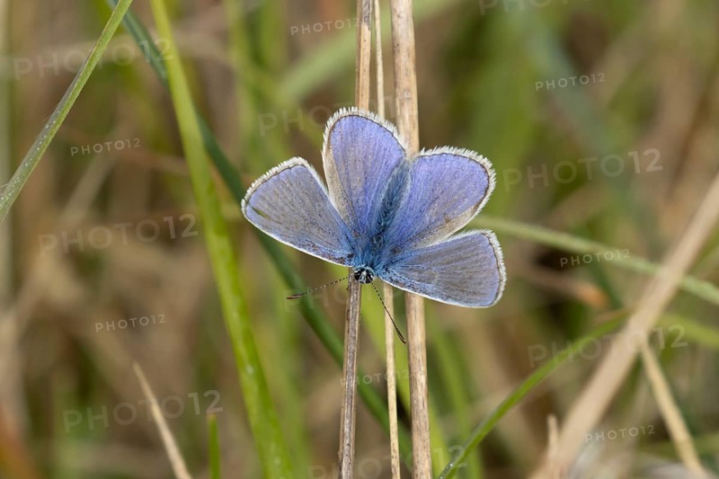 Adonis blue butterfly (Polyommatus bellargus) adult male insect resting on a grass leaf in spring, Cambridgeshire, England, United Kingdom