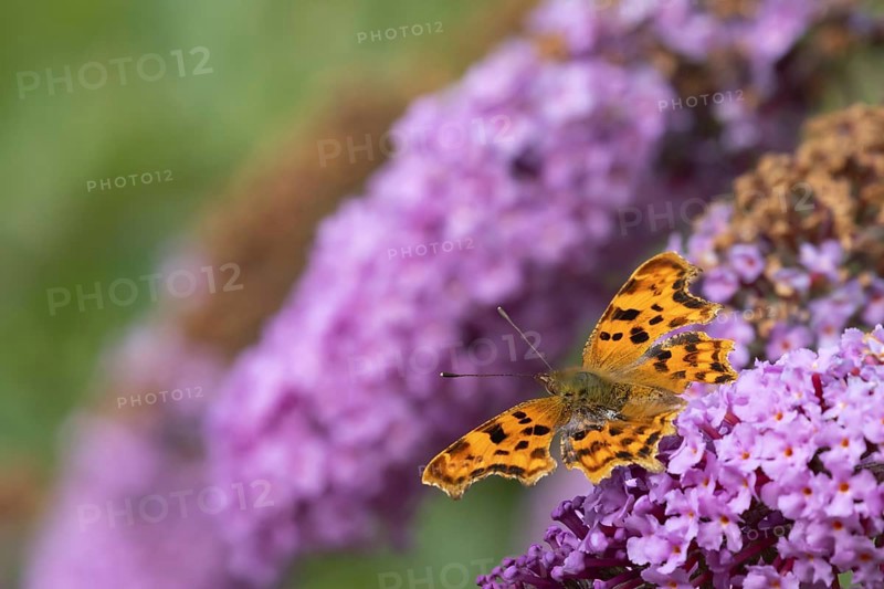 Comma butterfly (Polygonia c-album) adult insect feeding on garden Buddjela flowers in summer, Suffolk, England, United Kingdom