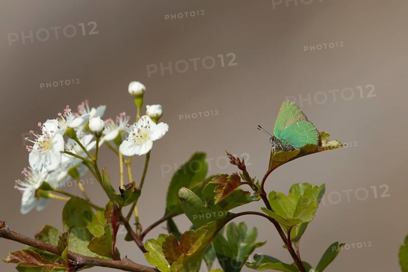 Green hairstreak butterfly (Callophrys rubi) adult insect resting on a Hawthorn tree leaf in spring, RSPB Minsmere nature reserve, Suffolk, England, United Kingdom