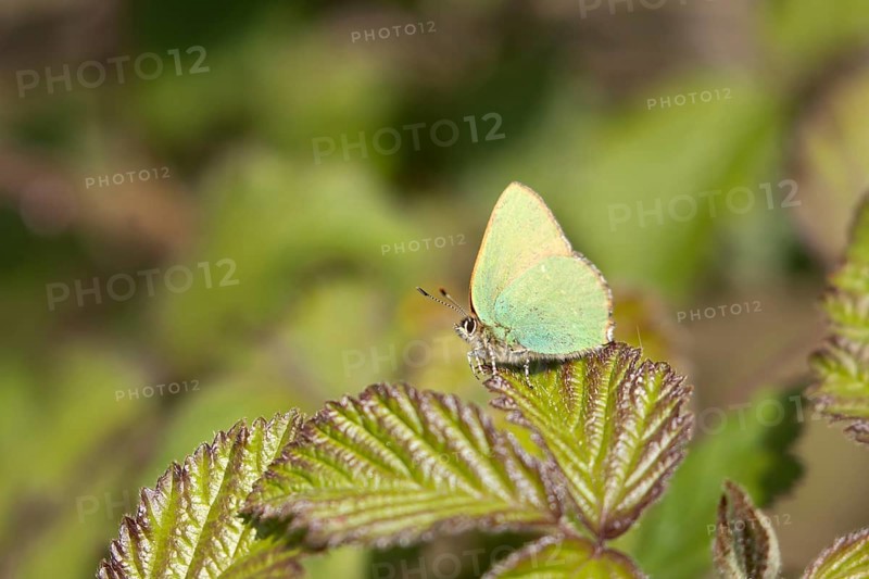 Green hairstreak butterfly (Callophrys rubi) adult insect on a bramble plant leaf in spring, Suffolk, England, United Kingdom