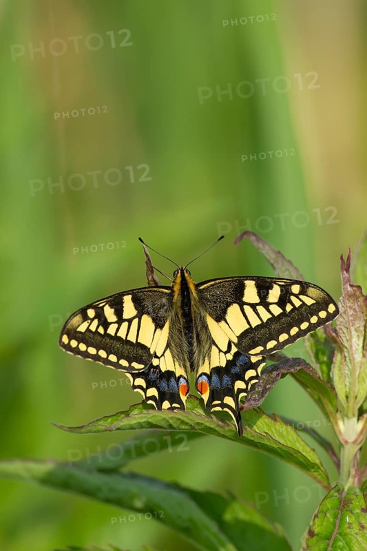 English swallowtail butterfly (Papilio machaon) adult insect resting on a plant leaf in summer, RSPB Strumpshaw fen nature reserve, Norfolk, England, United Kingdom