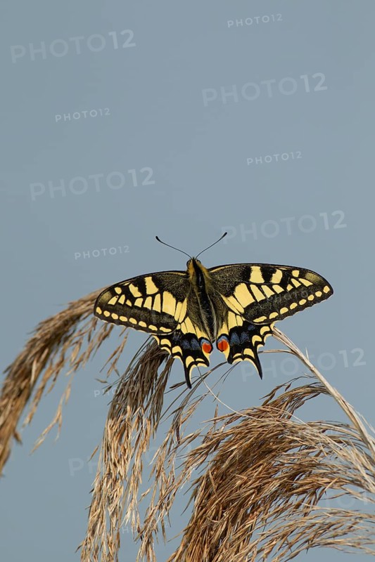 English swallowtail butterfly (Papilio machaon) adult insect resting on a Common reed plant seedhead in summer, RSPB Strumpshaw fen nature reserve, Norfolk, England, United Kingdom