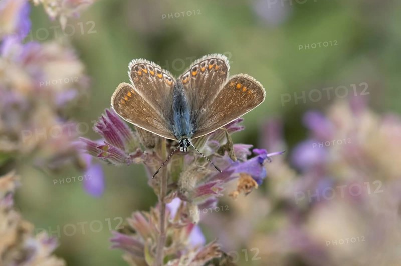 Common blue butterfly (Polyommatus icarus) adult insect female feeding on garden Catmint flowers in summer, Suffolk, England, United Kingdom