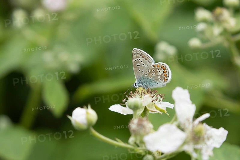 Common blue butterfly (Polyommatus icarus) adult insect feeding on a bramble flower in summer, Suffolk, England, United Kingdom