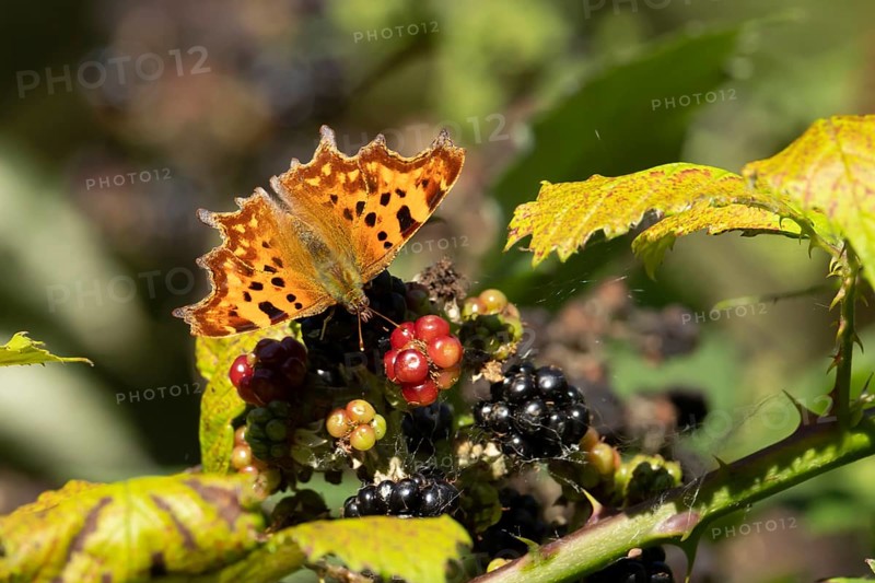 Comma butterfly (Polygonia c-album) adult insect feeding on blackberries fruit in summer, Suffolk, England, United Kingdom