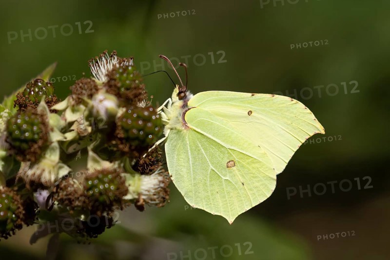 Brimstone butterfly (Gonepteryx rhamni) adult insect feeding on a Bramble flower in summer, Suffolk, England, United Kingdom