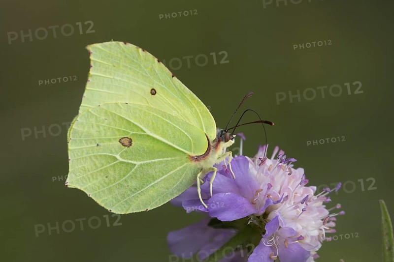 Brimstone butterfly (Gonepteryx rhamni) adult male insect feeding on a Field scabious flower in summer, Suffolk, England, United Kingdom