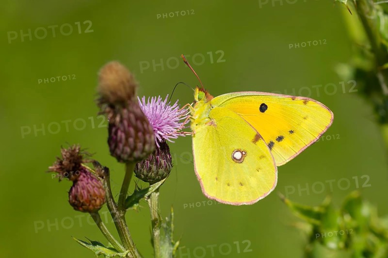 Clouded yellow butterfly (Colias croceus) adult insect feeding on a Creeping thistle flower in summer, Suffolk, England, United Kingdom