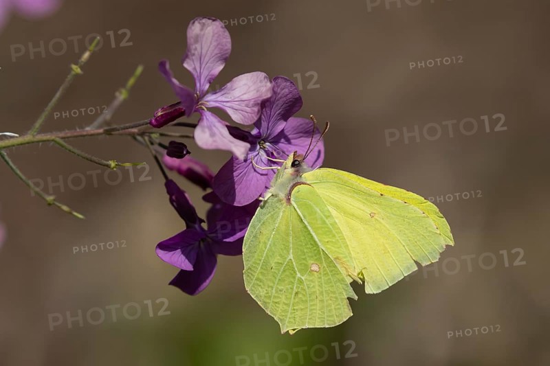 Brimstone butterfly (Gonepteryx rhamni) adult male insect feeding on a Honesty (Lunaria annua) flower in spring, Norfolk, England, United Kingdom
