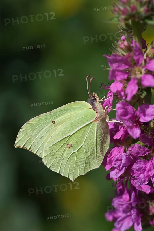 Brimstone butterfly (Gonepteryx rhamni) adult male insect feeding on a Purple loosestrife flower in summer, Suffolk, England, United Kingdom
