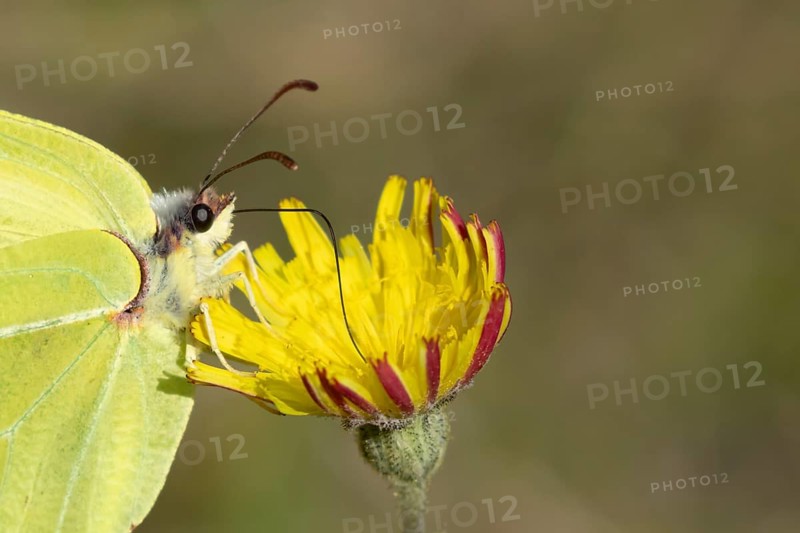 Brimstone butterfly (Gonepteryx rhamni) adult male insect feeding on a Hawksbit flower in spring, Suffolk, England, United Kingdom