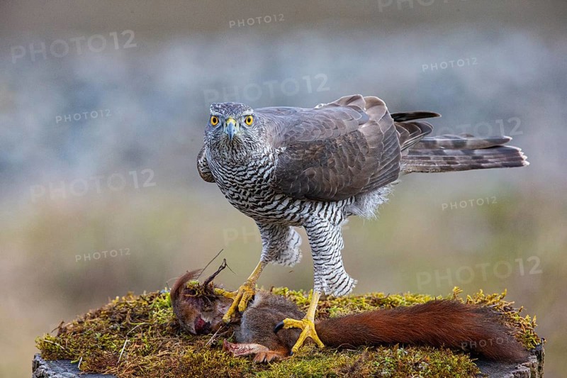 Goshawk (Accipiter gentilis) beheading squirrels Germany